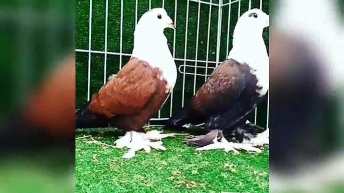 Best breeding fancy pigeons loft cages & breeding pigeons feeding ( birds videos)