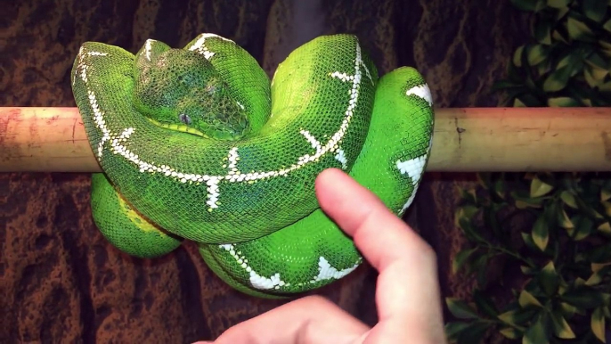 12 Different Green Tree Pythons & Emerald Tree Boas