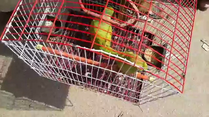 Pets & Animals Market visit multan pakistan Budgies lovebird cocktail parrot part 13