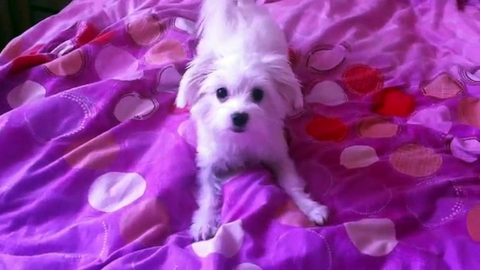 Bichon Maltese - Barking like Crazy