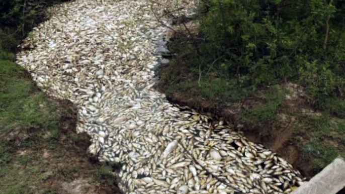 Des milliers de poissons sont retrouvés morts dans une rivière du Paraguay