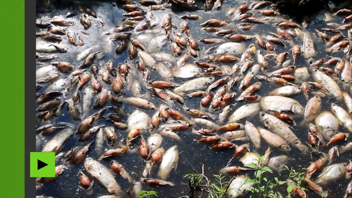 [Actualité] Des milliers de poissons morts retrouvés dans un fleuve au Paraguay