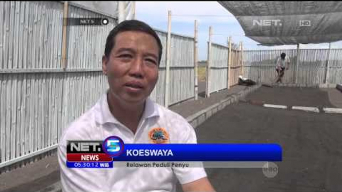 Penangkaran Penyu, Usaha Relawan di Banyuwangi Jauhkan Penyu dari Kepunahan - NET5