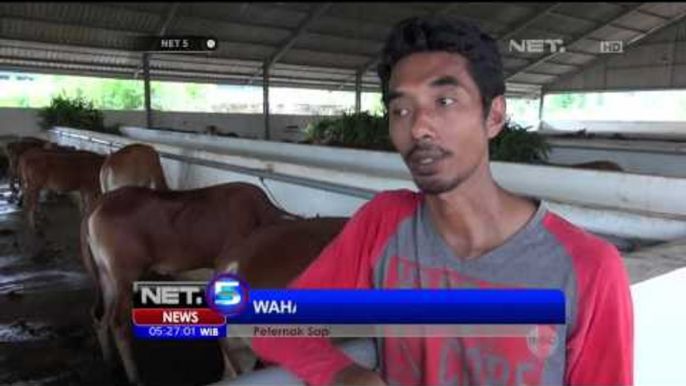 Peternak Optimis Sapi Lokal Cukupi Kebutuhan Daging - NET5