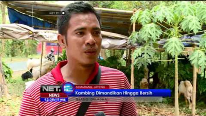 Jasa SPG dan Salon Kambing Tarik Minat Pembeli Hewan Qurban - NET12