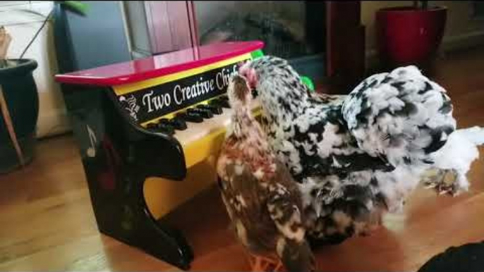 Talented Hen Plays Music for Her Adopted Chicks