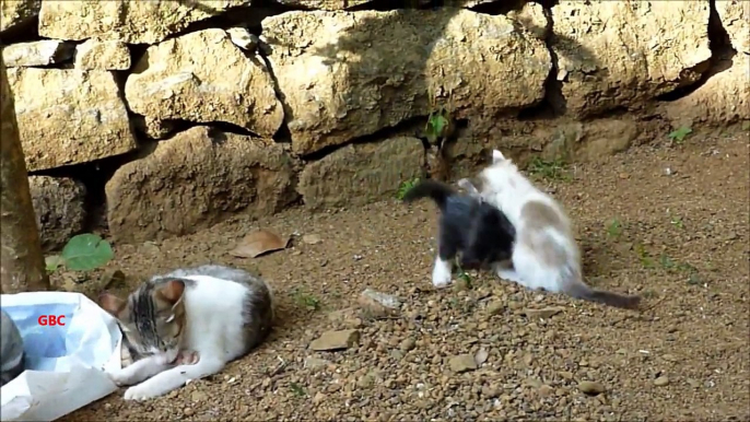 Cute kittens playing outside