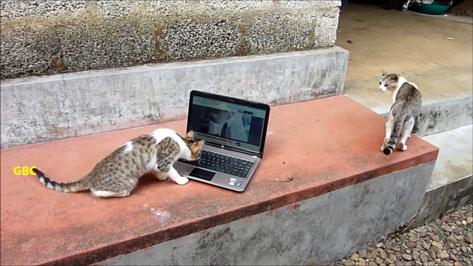 Cats watching Youtube video