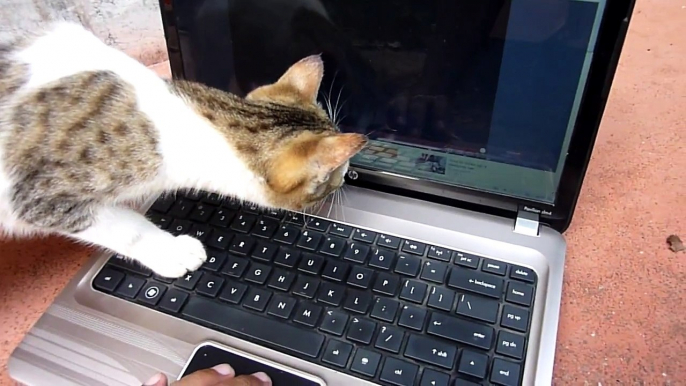 Cat touching his own Youtube video !