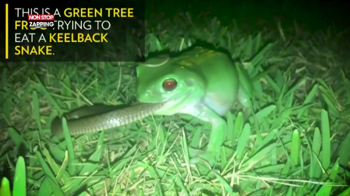 Une grenouille avale un serpent, la vidéo impressionnante !