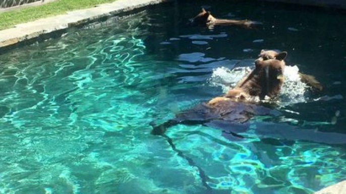 Bear and Cubs Swim in Backyard Pool