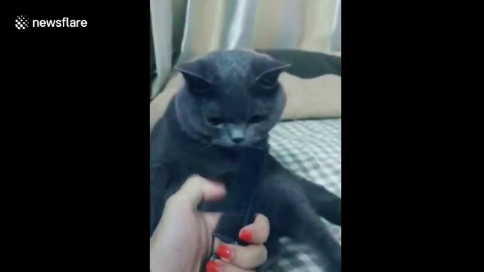 This cat hates the sound of its owner plucking a comb