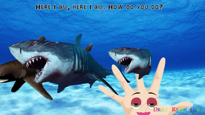 Finger Family Shark 3D | Nursery Rhymes Song | Animal Finger Family | Fish Finger Family 3D for Kids