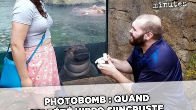 Photobomb : Quand un bébé hippo s'incruste lors d'une demande en mariage