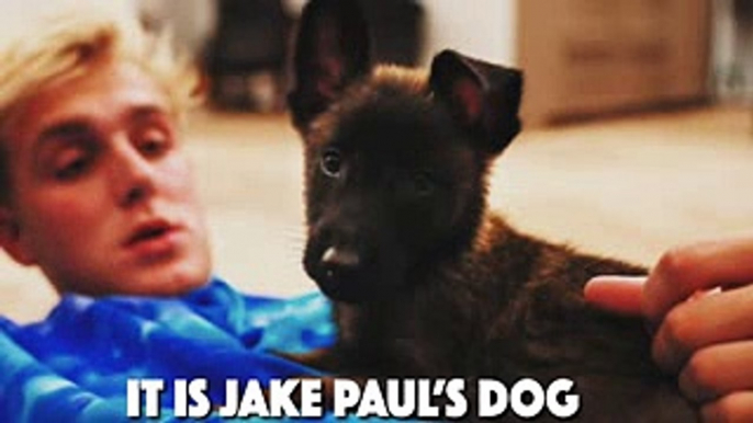 CAN YOU GUESS THE YOUTUBER BY THEIR PET (ft. Logan Paul, Alissa Violet, Jake Paul, Faze Banks