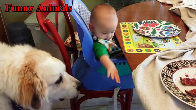 Great Pyrenees playing with Baby compilation - Baby Love Great Pyrenees - Dog and Baby videos