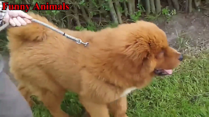 King Dogs - Tibetan Mastiff puppy - Funny Dogs Compilation