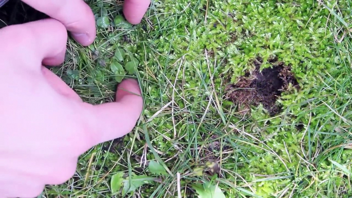 Making TINY Native Terrariums