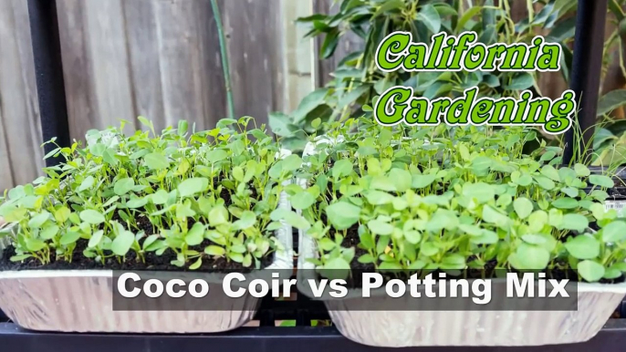 Coconut Coir vs Potting Mix Test : Soil Porosity Explained