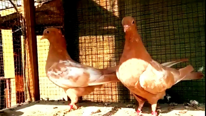 Best fancy pigeons breeding cage || Breeding pigeons loft daily activity || Pigeons Videos ||