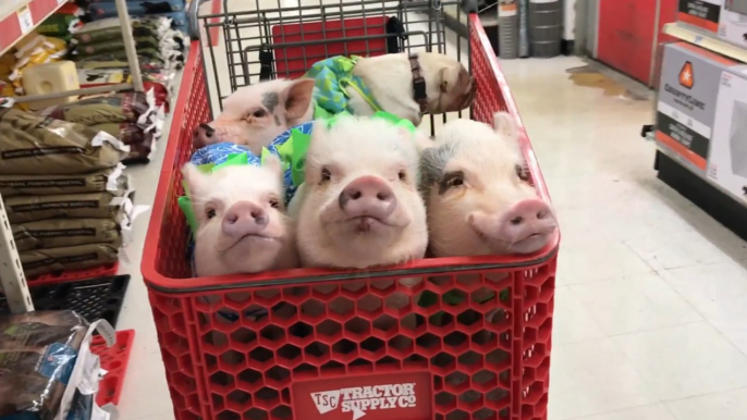 Los adorables cerdos disfrutan ir de compras