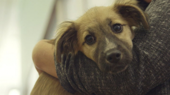 How That Cute Puppy On Your Facebook Feed Could Actually Become Yours