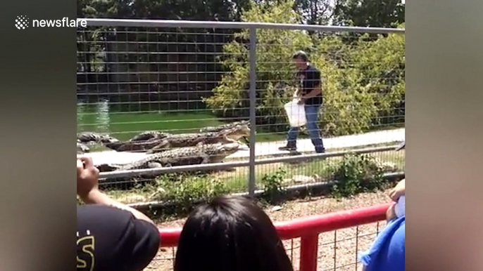 Sneaky alligator tries to bite zoo keeper during feeding time