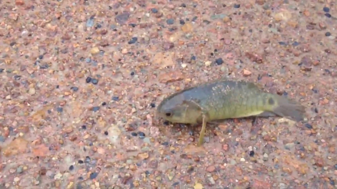 Ce poisson peut ramper, respirer hors de l'eau et est presque indestructible. Grosse menace pour l'Australie