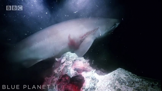 Sharks Attack Submarine - Blue Planet II Behind The Scenes