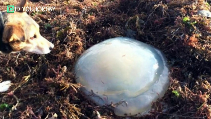 If You See One Of These Things On The Beach, Keep Your Dog As Far Away As Possible.