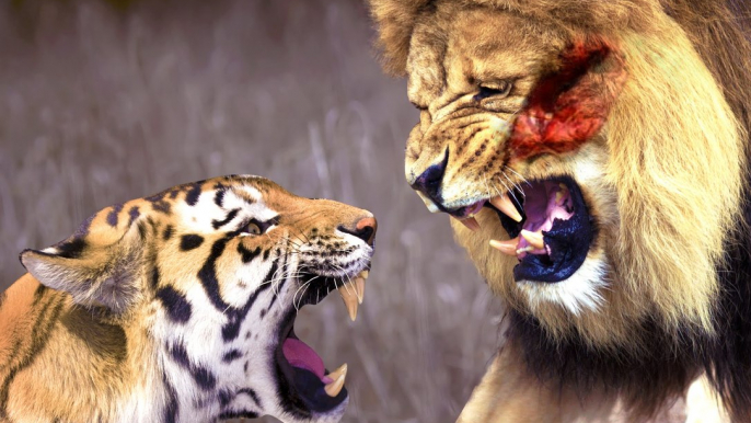 LİON vs TİGER Real Fight ►► Elephant Hippo Leopard Wild Boar Crocodile Bear Wolf - Animal Attacks