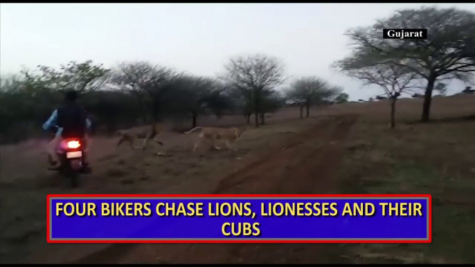 Viral video- Bikers chase lions, Gujarat forest department launches inquiry