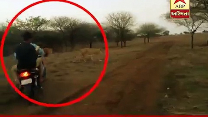 Bikers Chasing a Pride of Lions