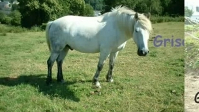 Les poneys de mon centre équestre