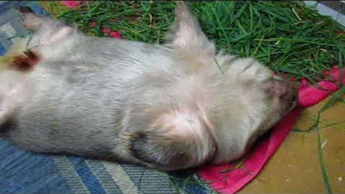 Wombat Exhausted After Playing in Dirt