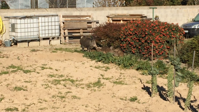 Capture de dix sangliers dans le jardin d'un habitant