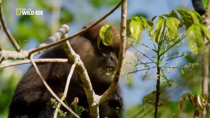 Nature Documentary 2017 || Wild Sri Lanka: Land of Lakes - BBC Wildlife Documentary 2017