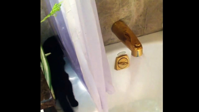 Cat decides to take a bath