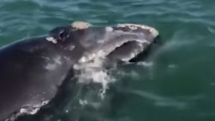 Rare Whale Spotted Off Coast of Naples, Florida