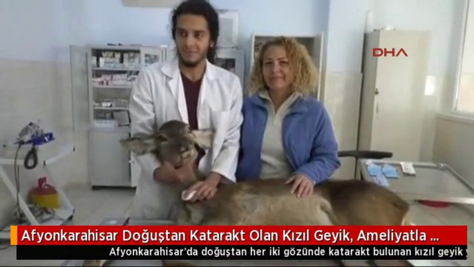 Afyonkarahisar Doğuştan Katarakt Olan Kızıl Geyik, Ameliyatla Görmeye Başladı