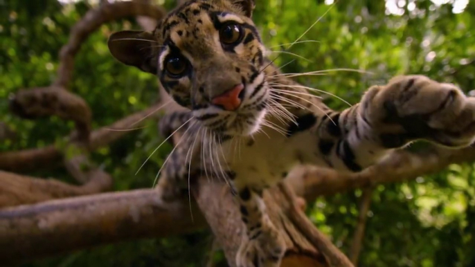 Ce félin est le plus magnifique animal qui soit...  Panthère nébuleuse