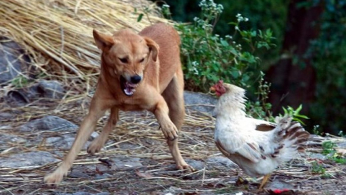 Incríveis Lutas e Brincadeiras Entre Cães E Galos