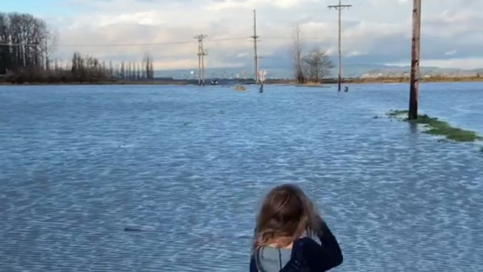 Flooding in Snohomish County Swamps Farmland