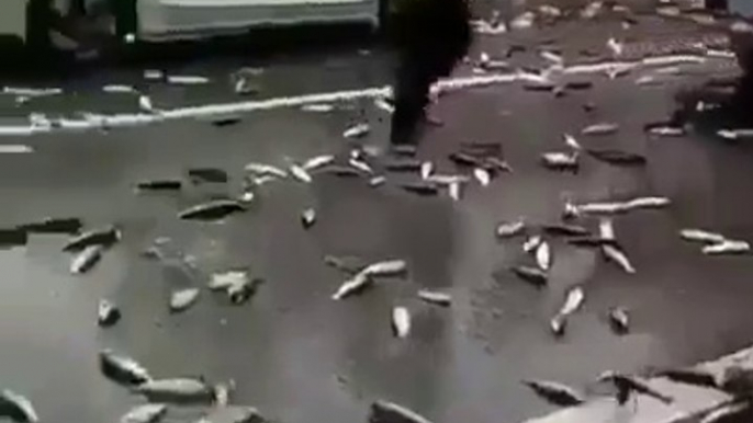 Quand un camion perd son chargement de poissons en pleine route... Quelle galère