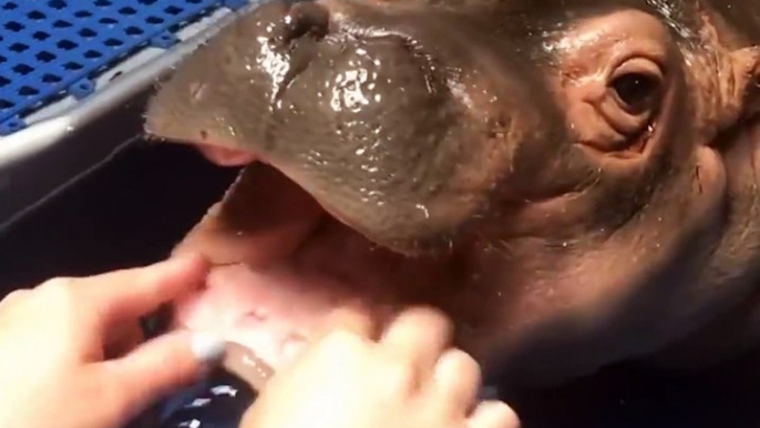 Ce bébé hippopotame a rendez-vous chez le dentiste... Trop mignon