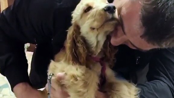 Cocker Spaniel Loves Cuddles-q4at77qrw2w