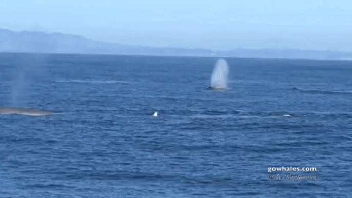 Rare Number of Blue Whales Appear in Monterey Bay