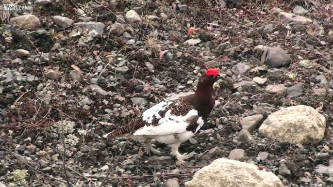 Willow Ptarmigans..."Fuck Off  Fuck Off"