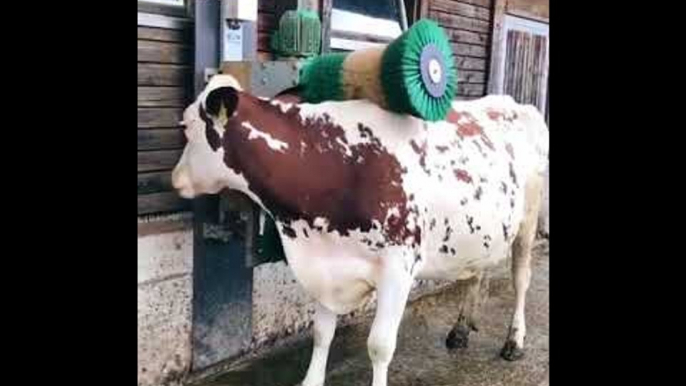 Adorable Cow Is Delighted With Her Brush