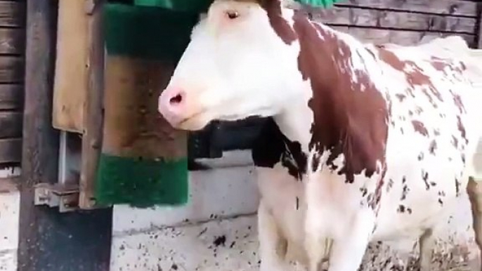 Adorable Cow Is Delighted With Her Brush